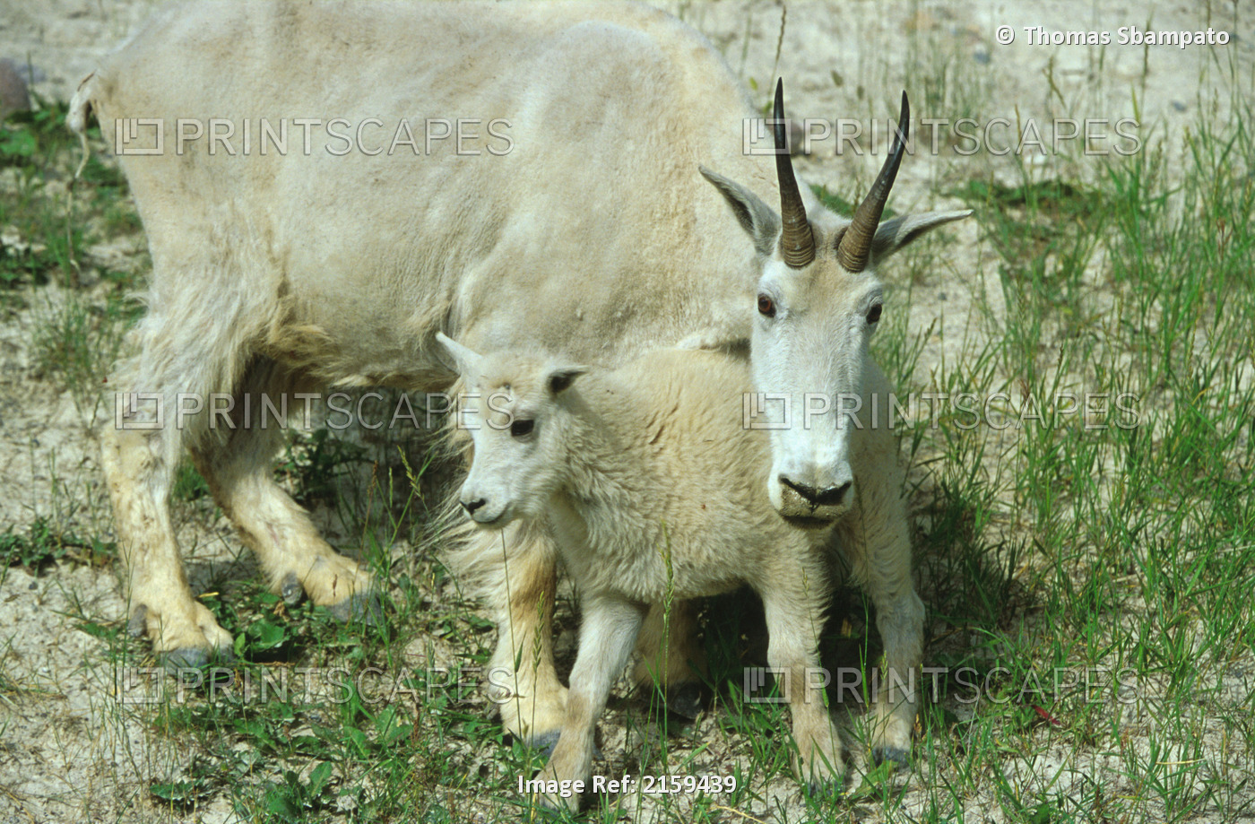 Mountain Goat Ewe And Lamb Jasper National Park Canada