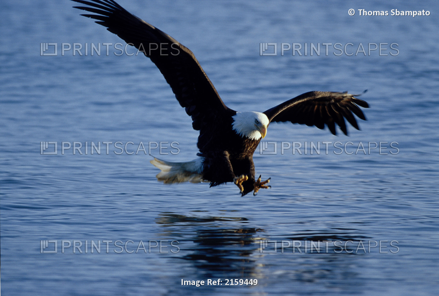 Bald Eagle Fishing In Kachemak Bay Homer Alaska