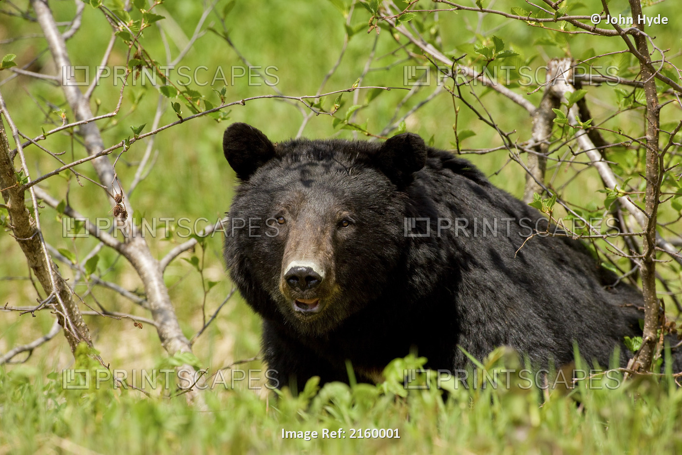 A Black Bear Forages On Spring Sedge In An Estuary In Glacier Bay National ...