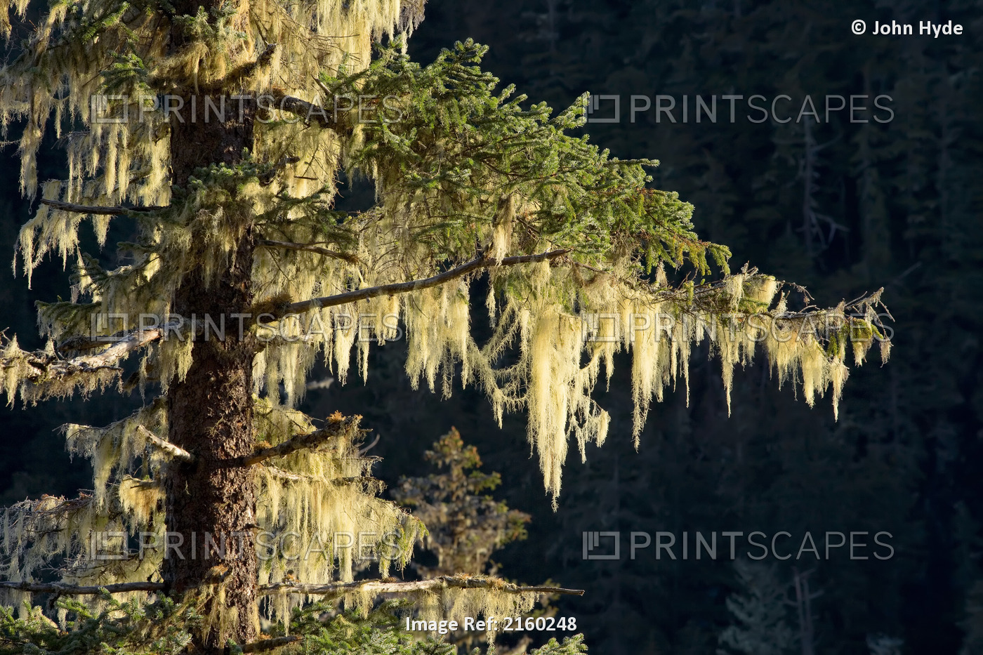 Spruce Tree Covered With Lichen & Icicles Tongass National Forest Southeast ...