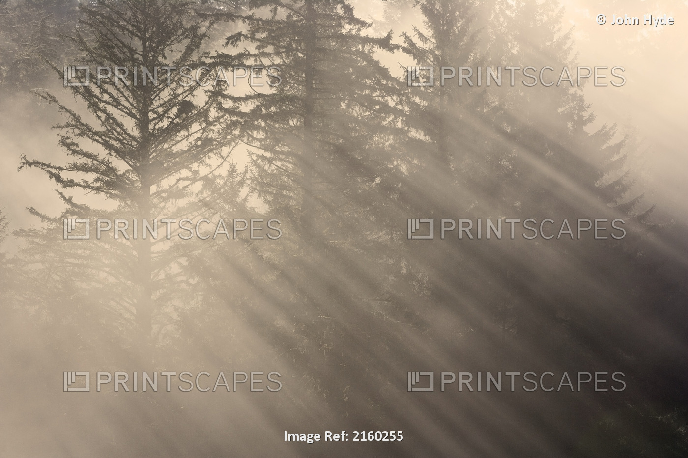 Morning Rays Shine Through The Mist And Spruce And Hemlock Trees Tongass ...