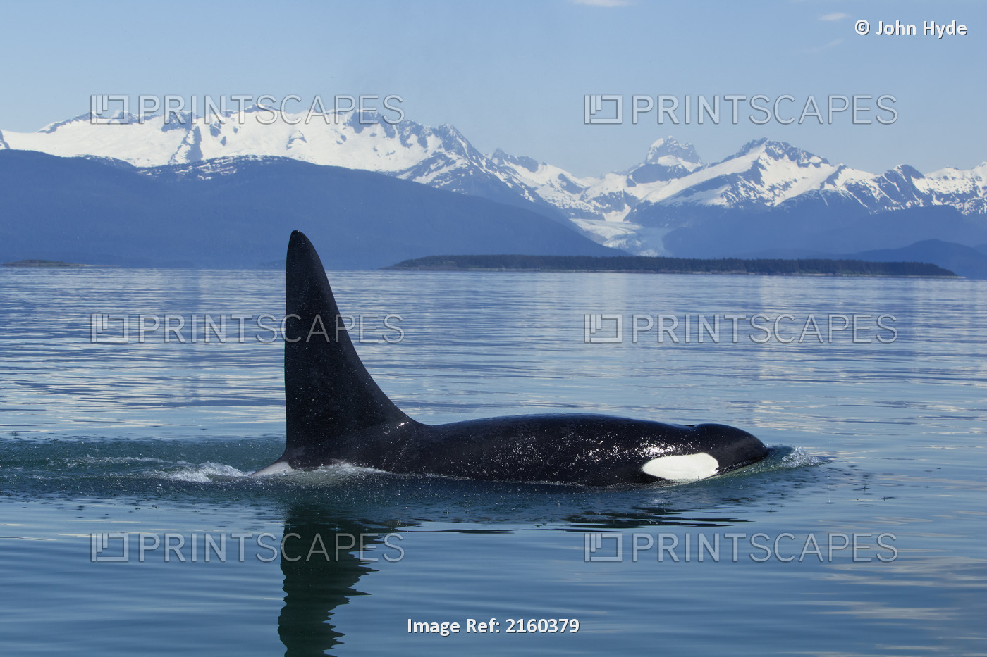 Adult Male Orca Whale Surfaces In The Calm Waters Of Lynn Canal With Herbert ...