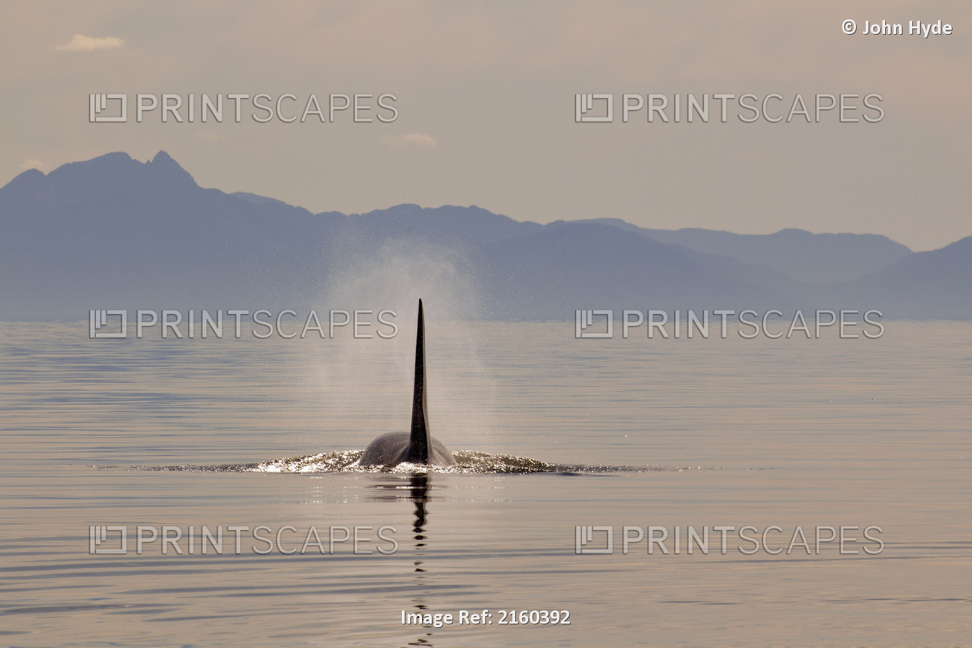 Tall Dorsal Fin Of A Large Adult Male Orca Whale Surfacing In Chatham Strait At ...