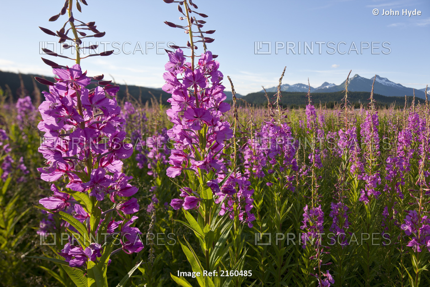 Scenic View Of A Field Of Fireweed With Mendenhall Glacier And Towers In The ...