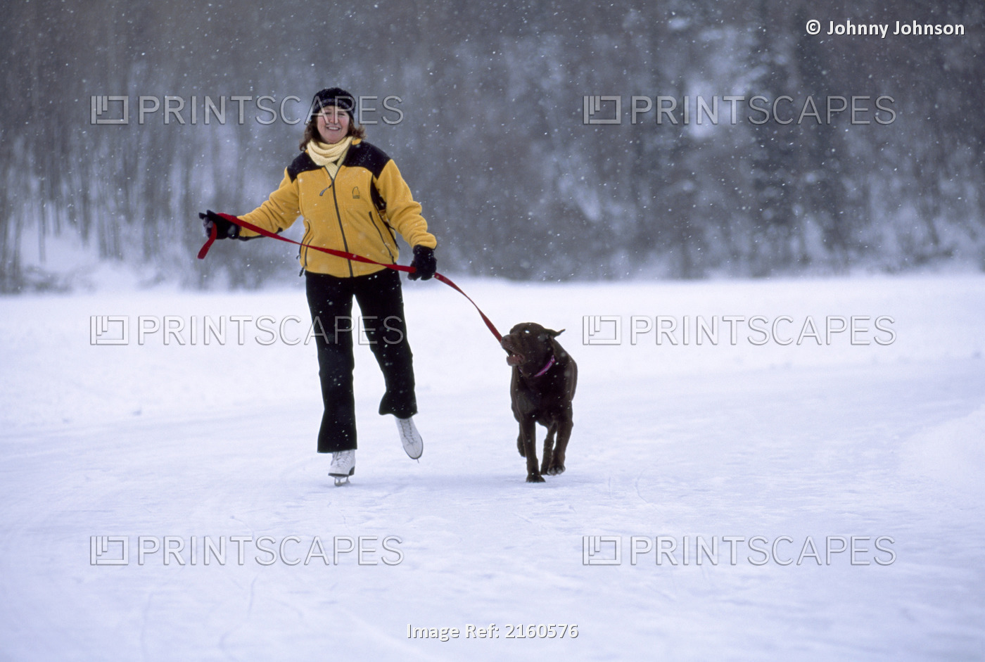 Woman Ice Skating In Snowstorm With Chocolate Labrador Retriever, Westchester ...