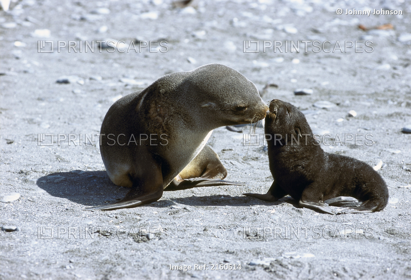 Antarctic Fur Seal Mother With Pup At Right Whale Bay On South Georgia Island, ...