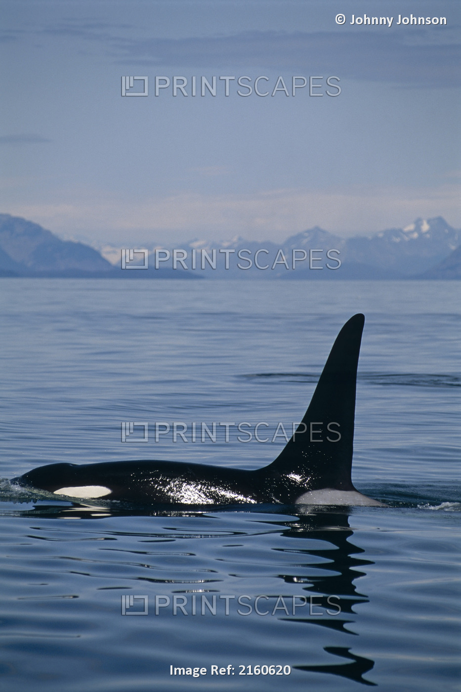 Orca Whale Icy Strait Glacier Bay Np Se Ak