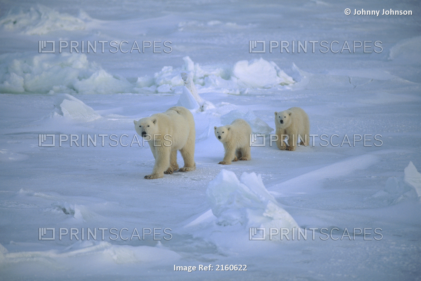 Polar Bear W/Two Cubs On Ice Cape Churchill Canada