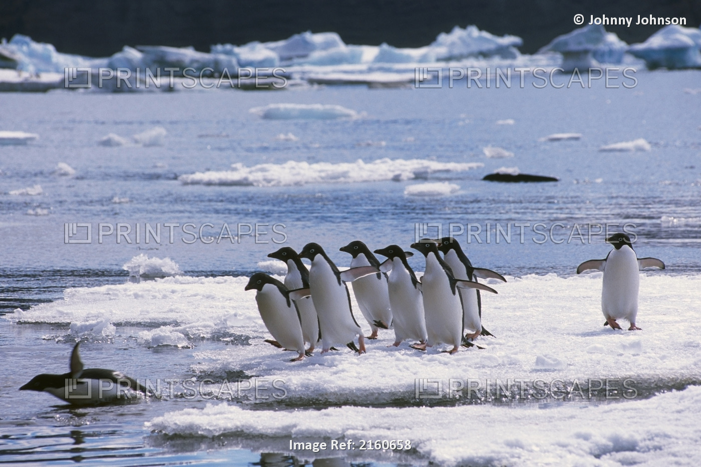 Adelie Penguins On Ice Floe Entering Weddell Sea, Antarctica