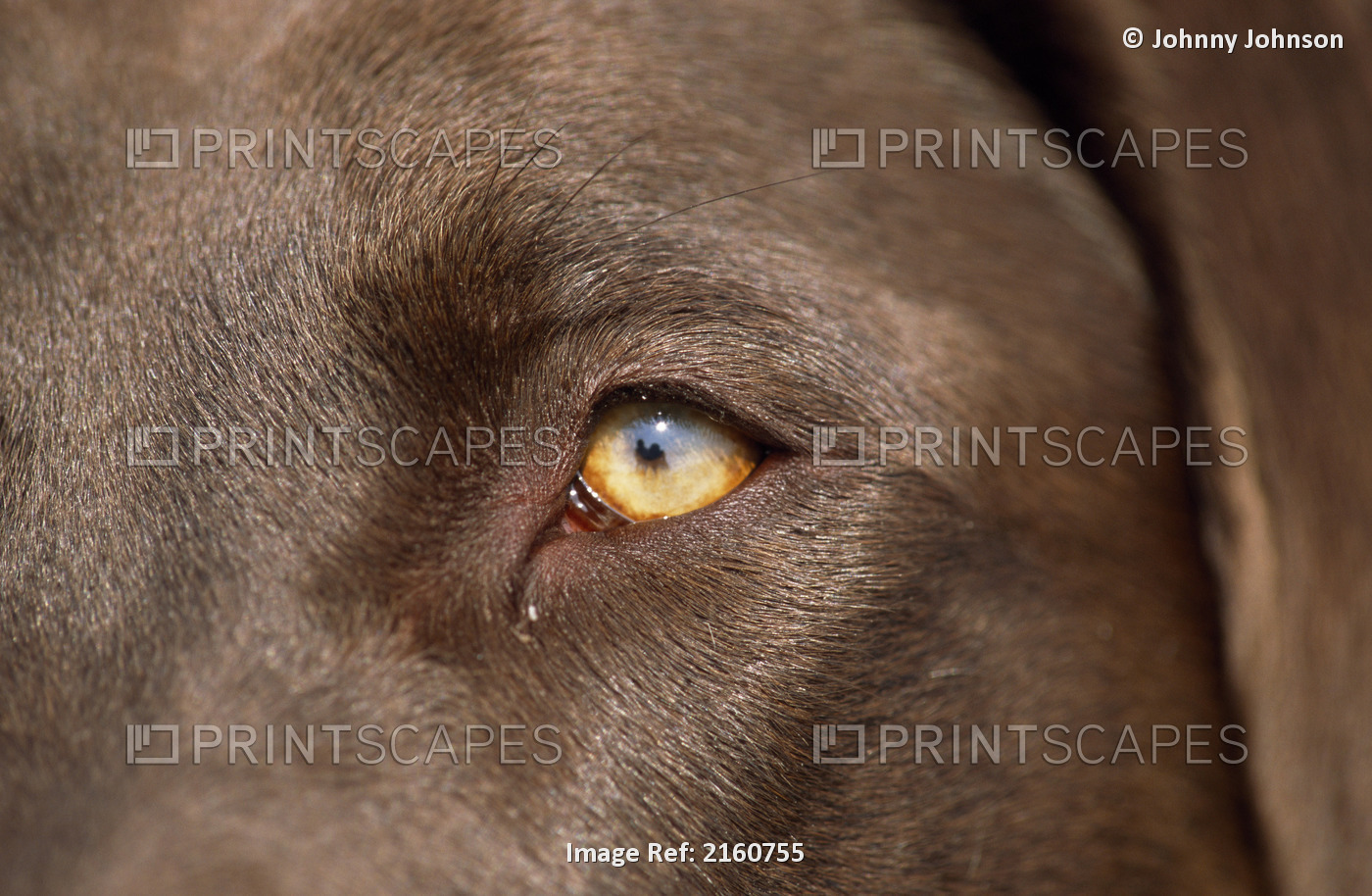 Close Up Of The Face And Eye Of A Chocolate Labrador Retriever, Southcentral ...