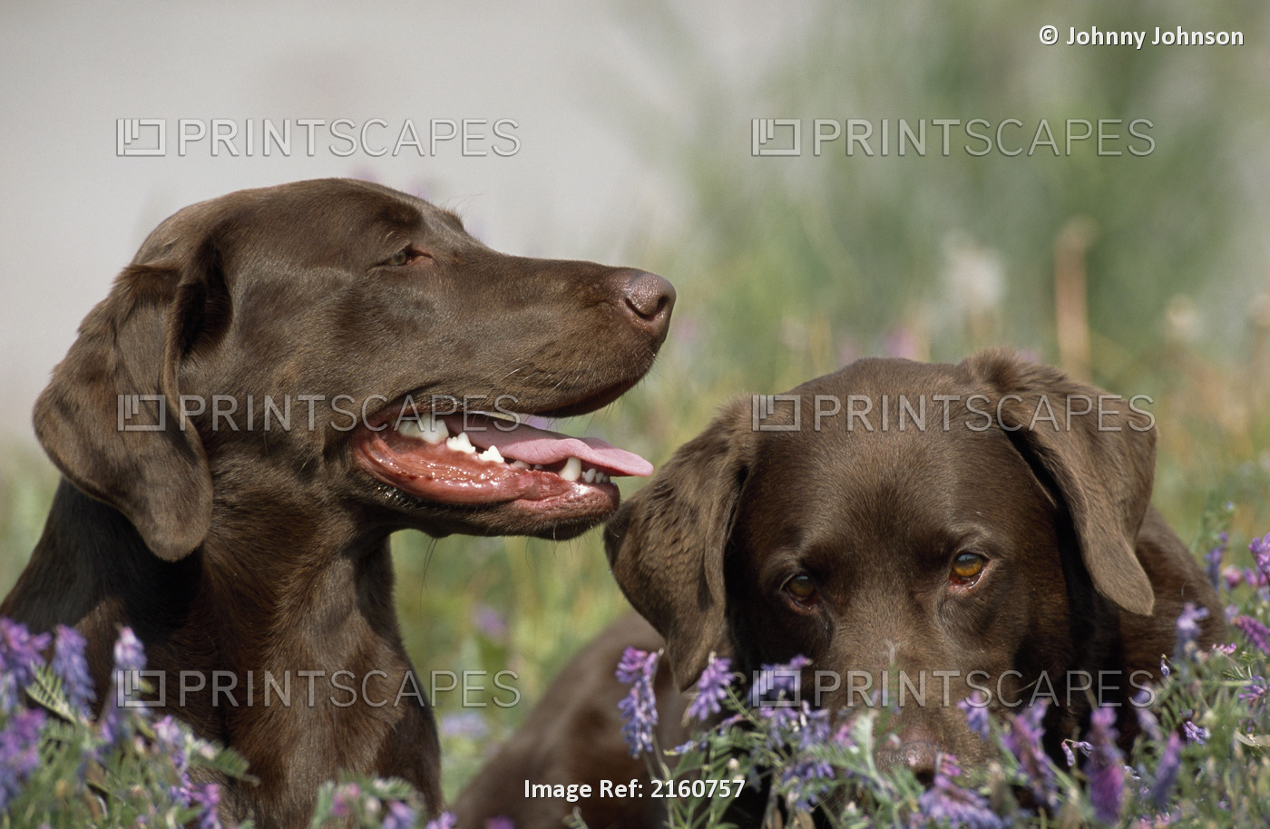 Chocolate Labrador Retriever Dogs Laying In A Field Of Hairy Vetch Flowers In ...