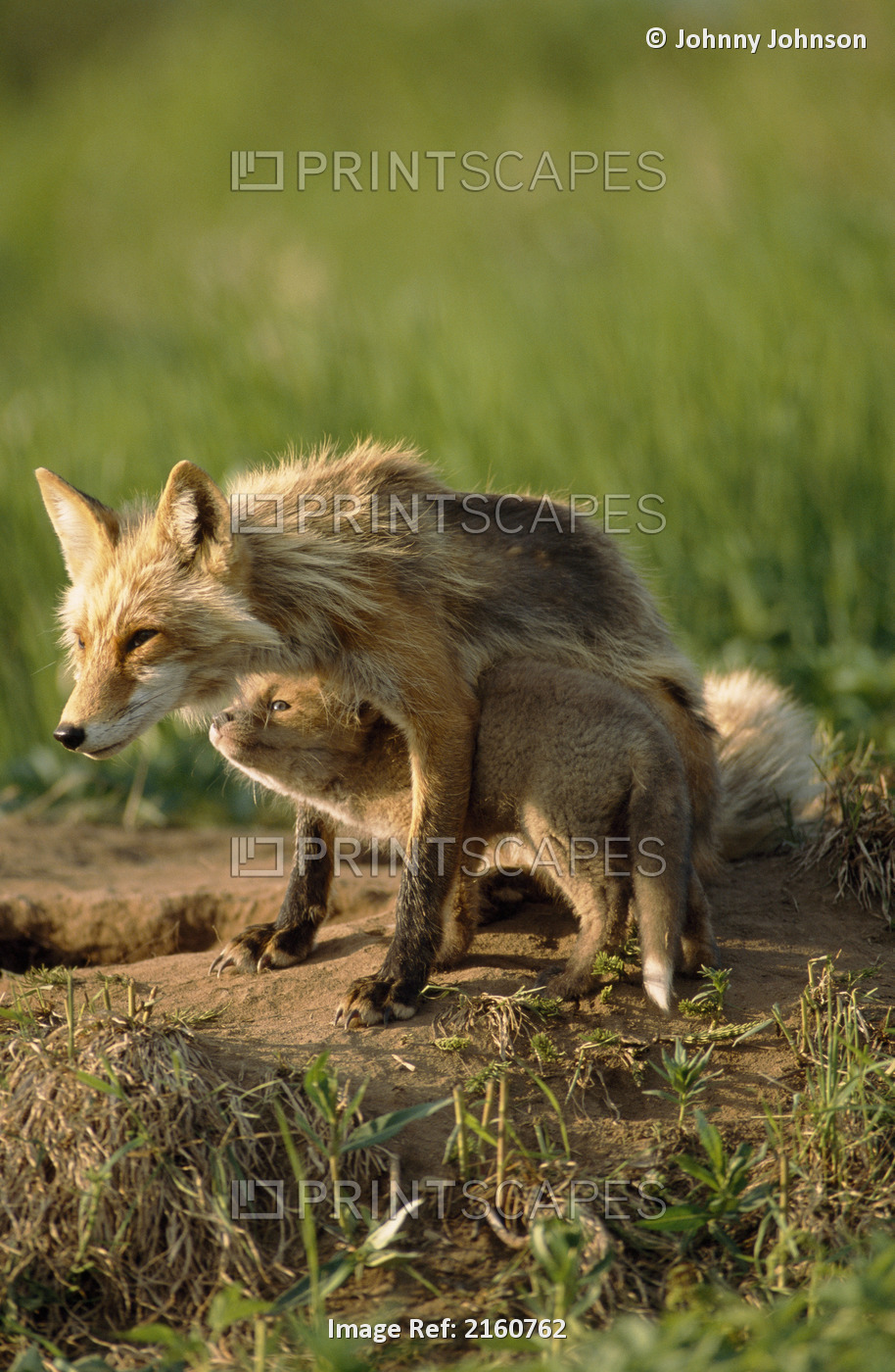 Female Red Fox Protects Her Young Pup At Den Site, Mcneil River State Game ...