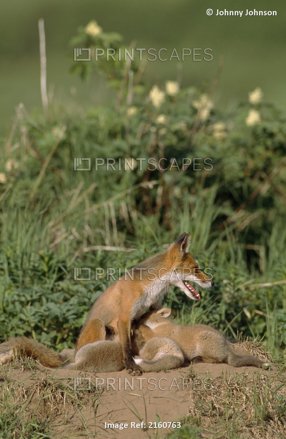 Six-Week Old Fox Kits At Den Site With Their Mother Nursing, Mcneil River State ...