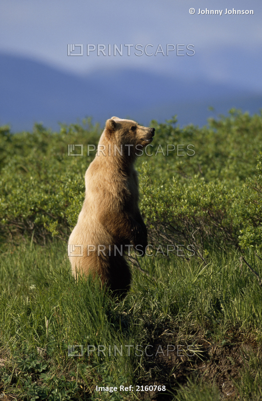 Grizzly Bear Stands On Hind Feet Looking Over Brush Near Mikfik Creek, Mcneil ...