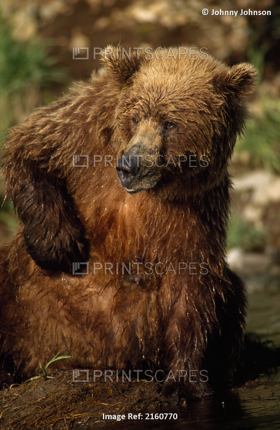 Grizzly Bear Scratching Its Chest Sitting Next To Mikfik Creek, Mcneil River ...