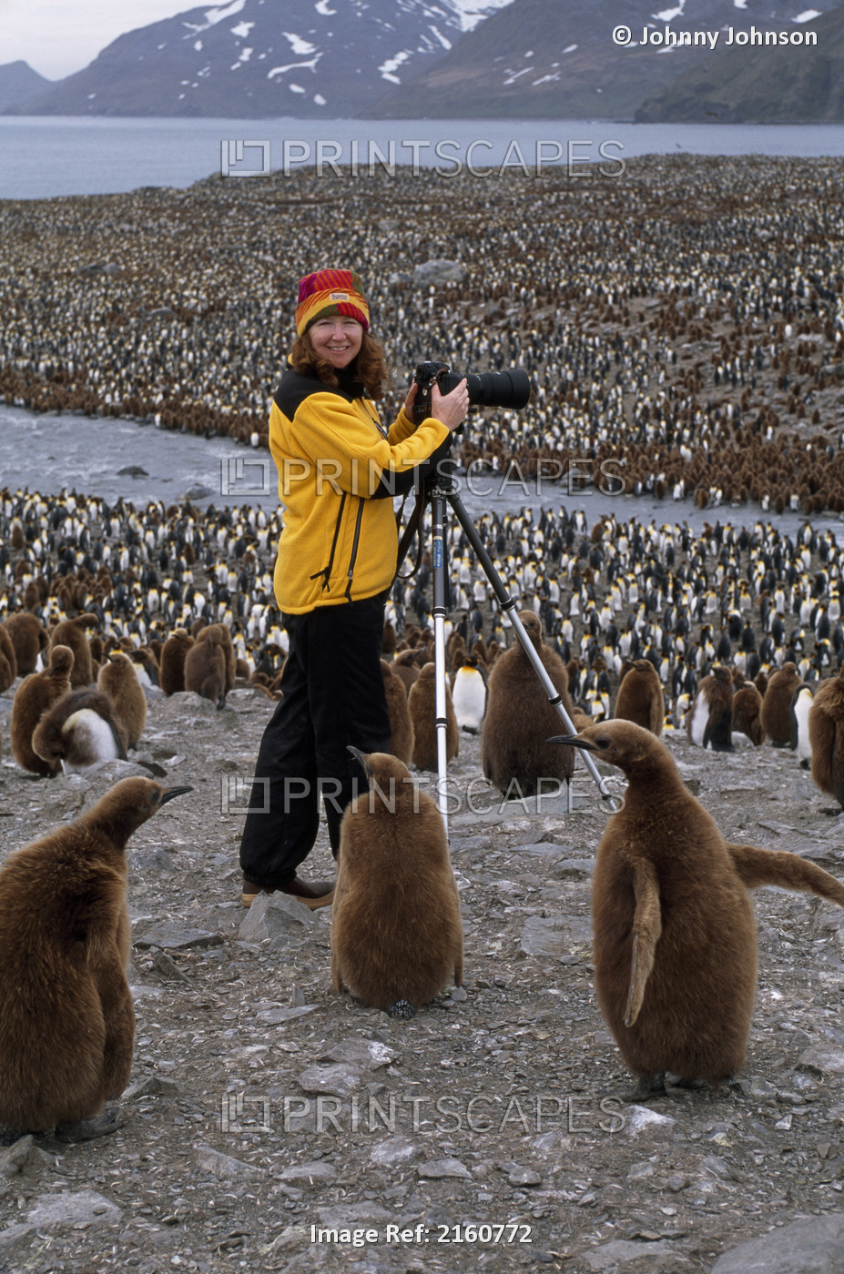 Woman Photographs At A King Penguin Rookery, St. Andrew's Bay, Island Of South ...
