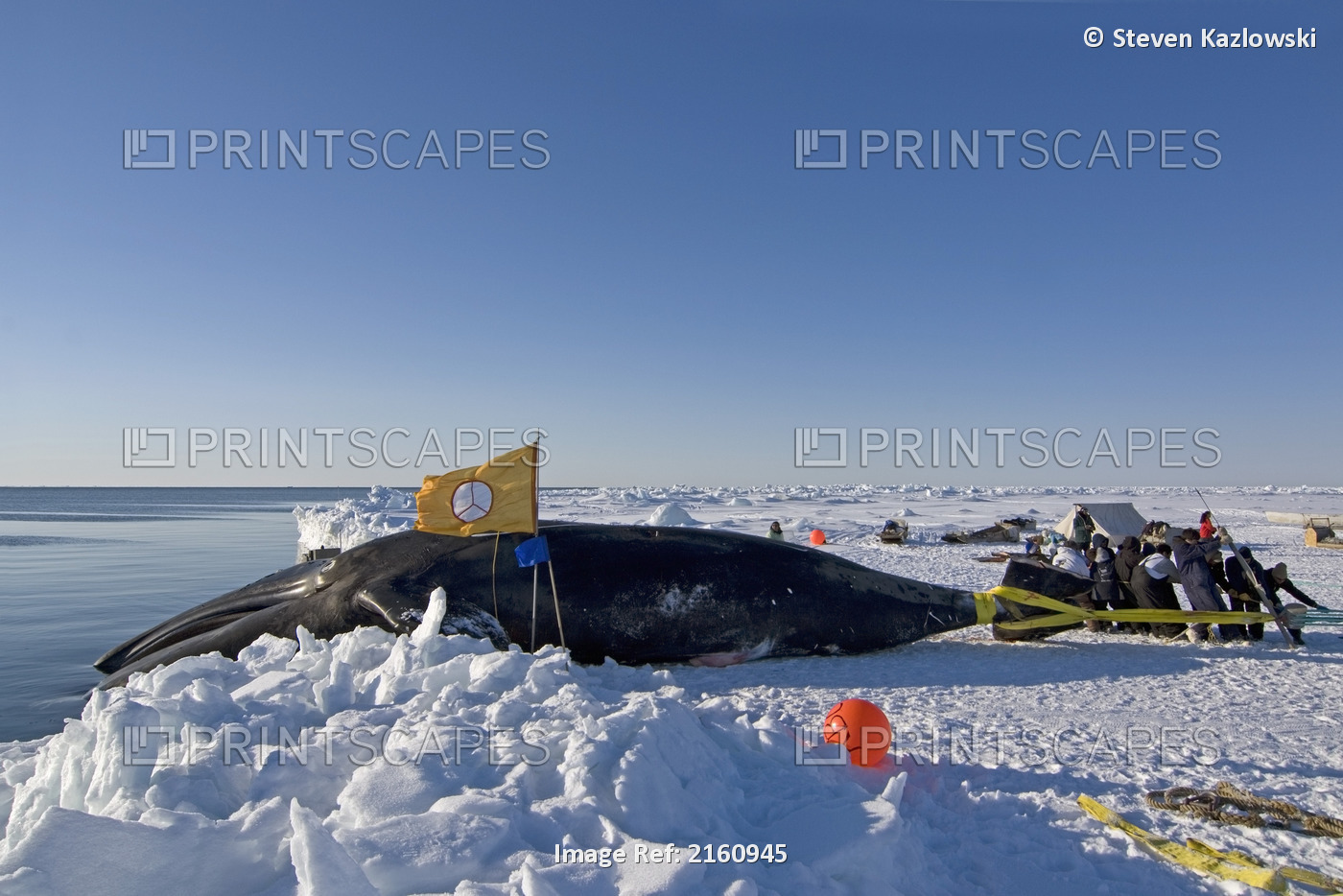 Residents Of The Inupiaq Village Of Barrow Pull Up A Bowhead Whale From The ...