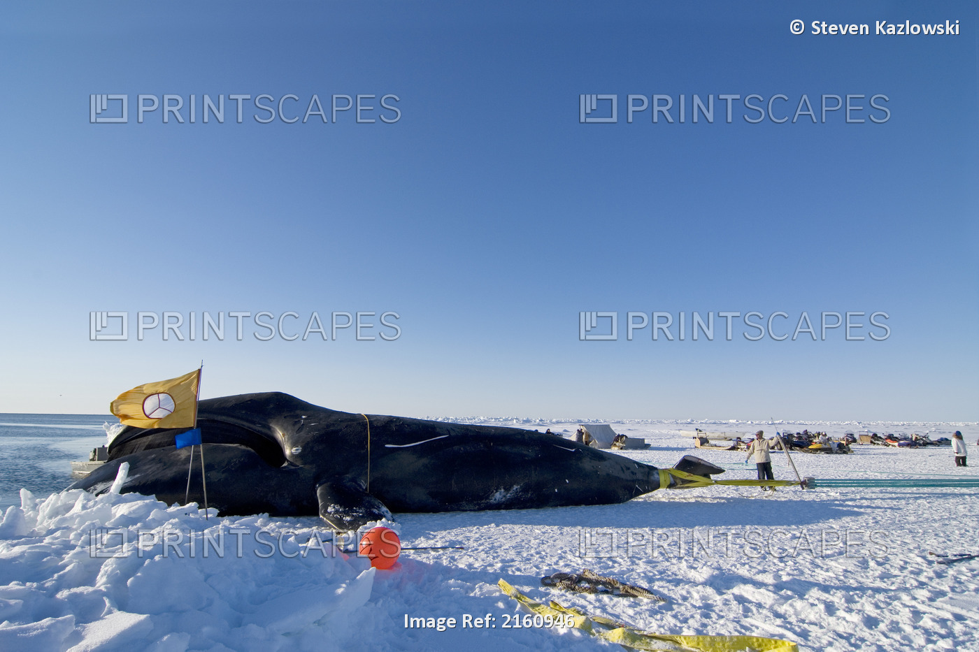 Residents Of The Inupiaq Village Of Barrow Pull Up A Bowhead Whale From The ...