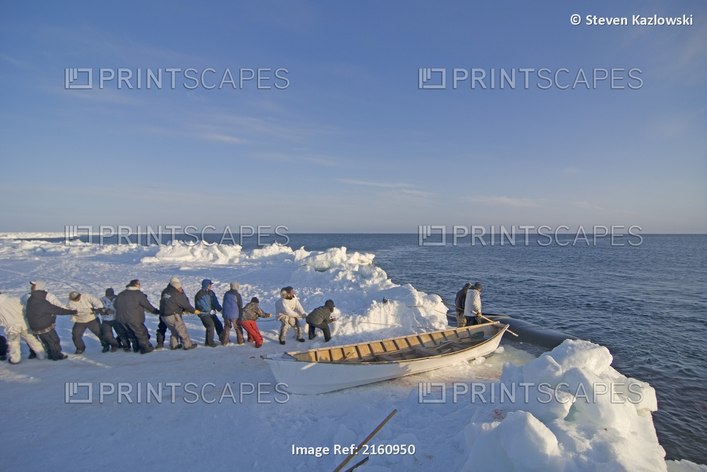 Inupiaq Whalers Prepare To Pull In A Bowhead Whale Caught During Spring Whaling ...