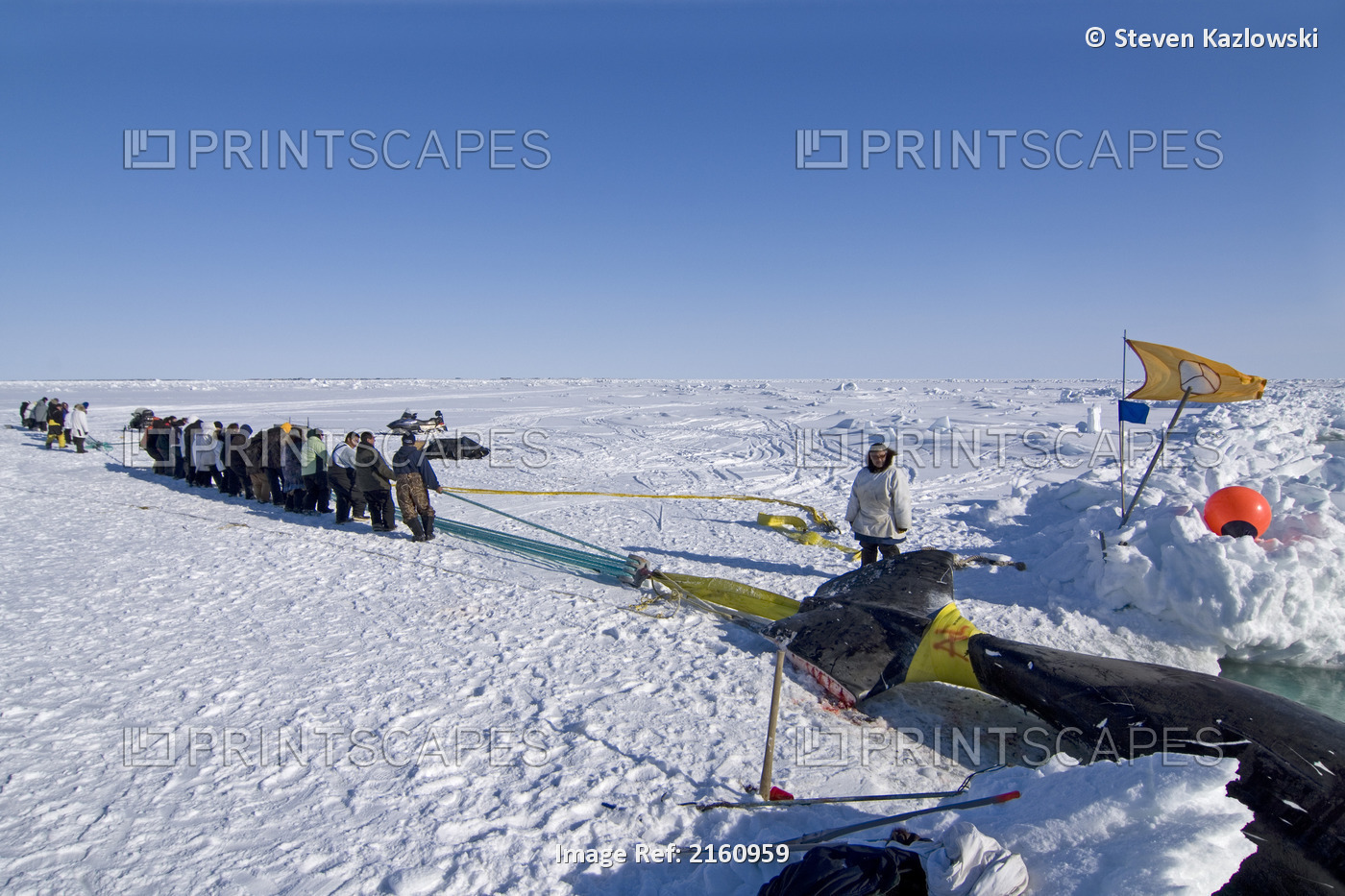 Inupiaq Villagers Help A Whaling Crew Haul Up A 48 Foot Bowhead Whale Caught In ...