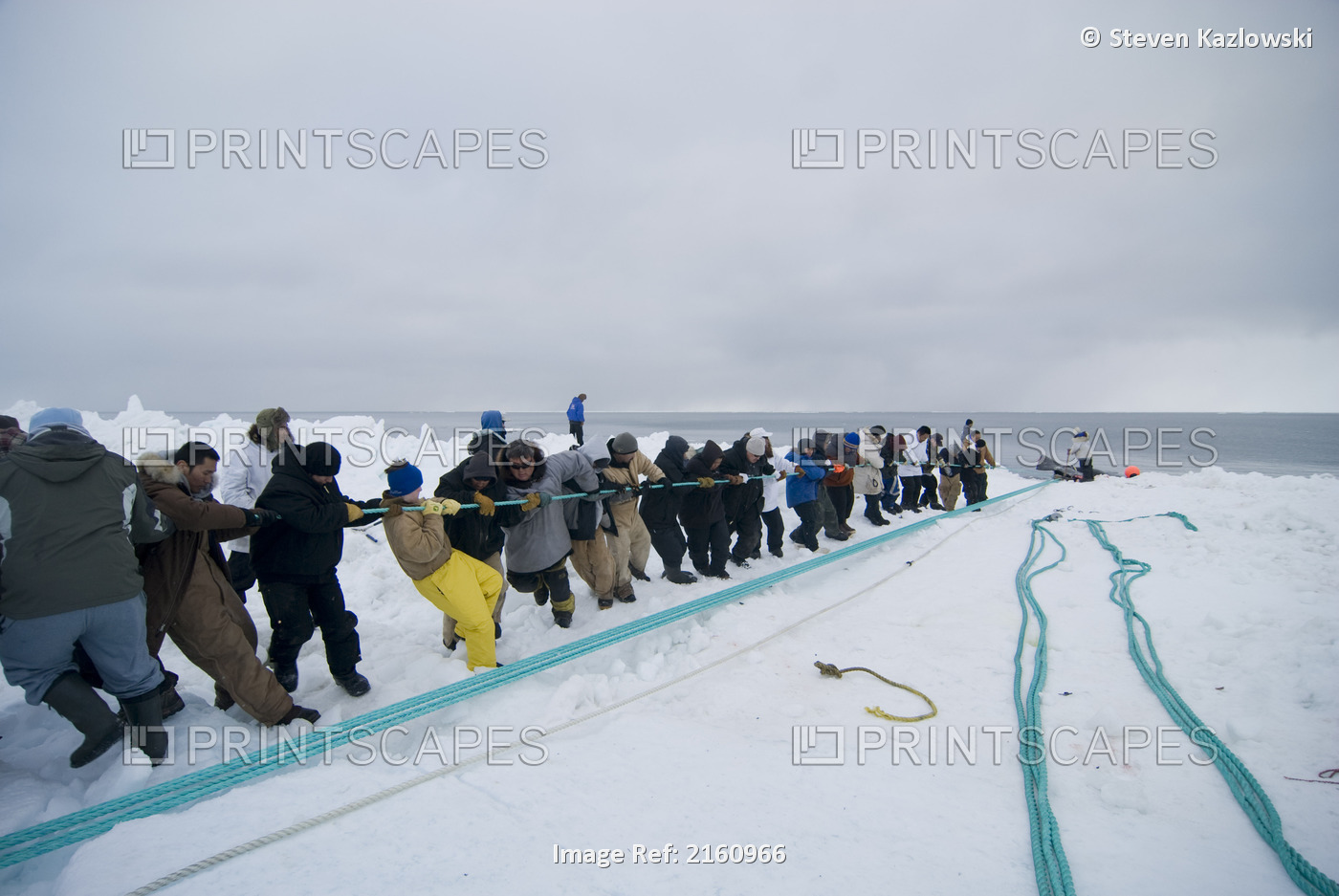 Inupiaq Subsistence Whalers And Villagers Pull A Bowhead Whale Catch Onto The ...