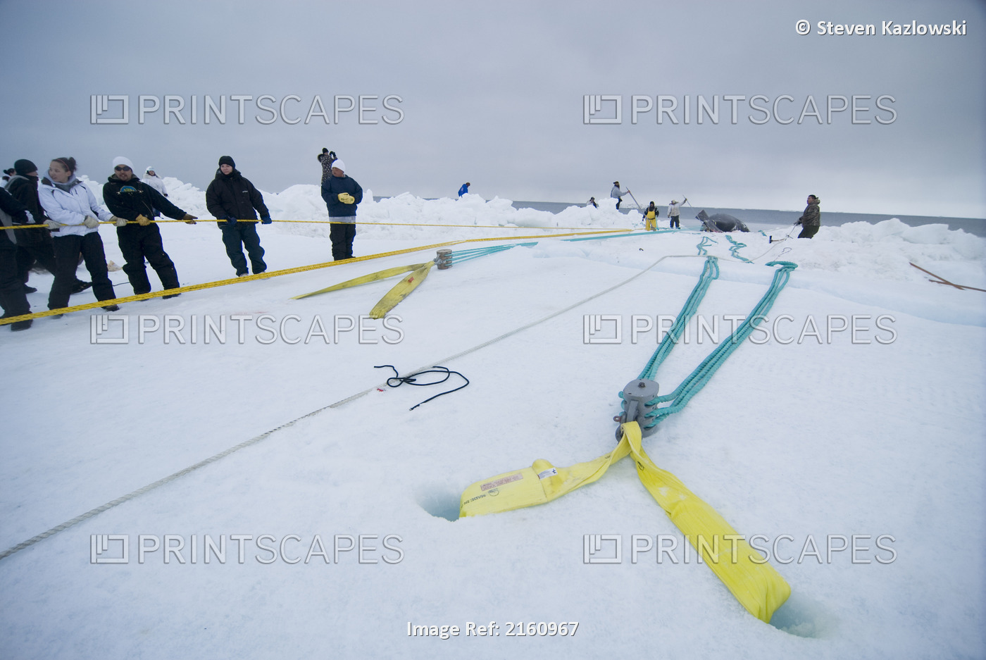 Inupiaq Subsistence Whalers And Villagers Pull A Bowhead Whale Catch Onto The ...