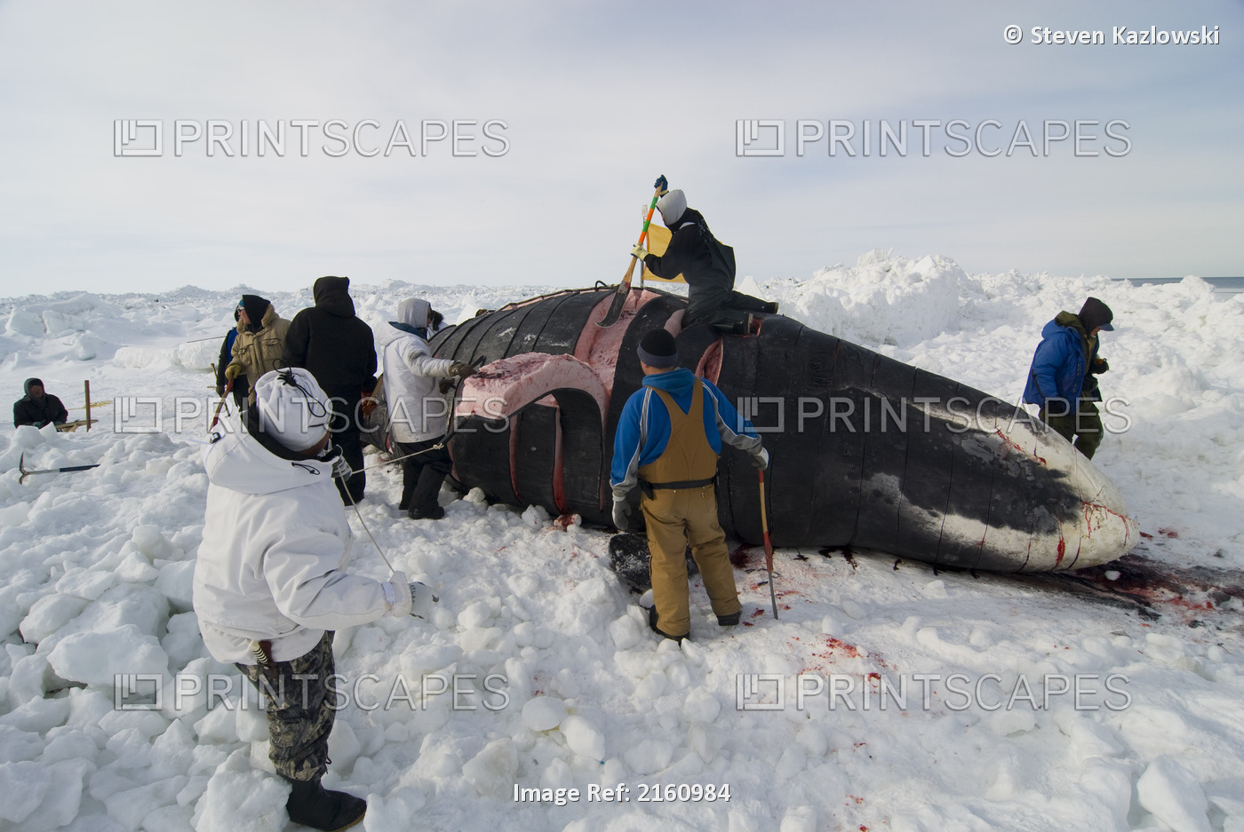 Inupiaq Subsistence Whalers Butcher A Bowhead Whale On The Pack Ice During ...