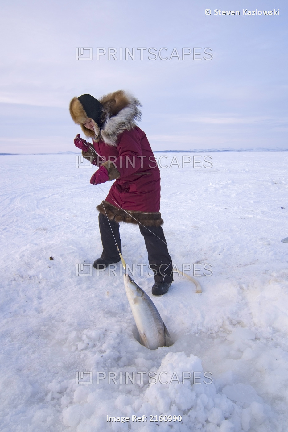 Inupiaq Woman Catches Sheefish Through A Hole In The Pack Ice For The Village ...