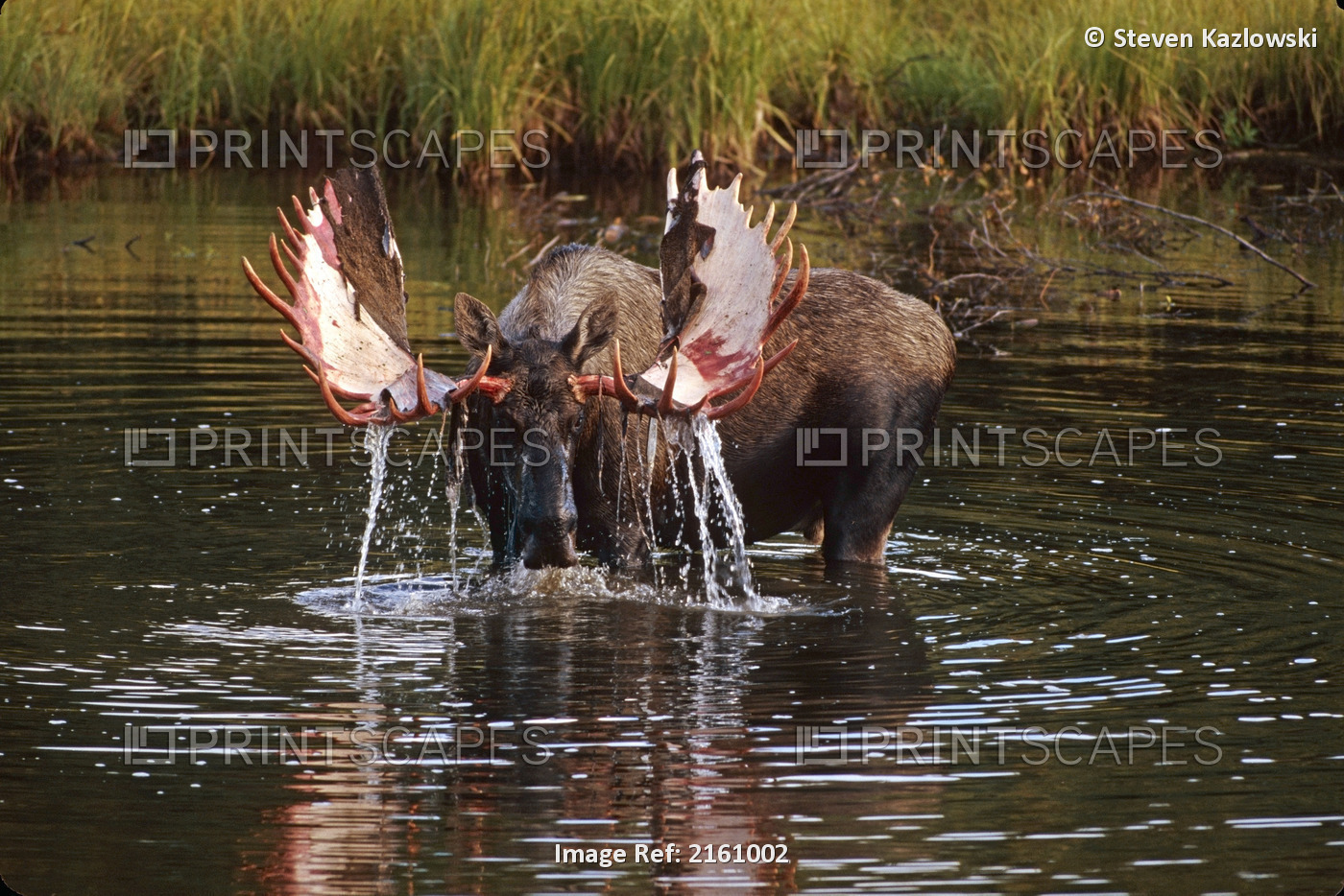 Bull Moose Feeding In Tundra Pond Interior Alaska Summer Denali National Park