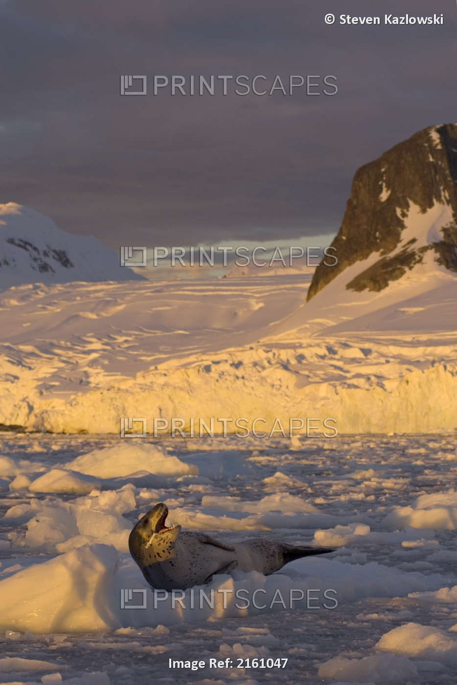 Lone Leopard Seal Resting On The Glacial Ice Along The Western Antarctic ...