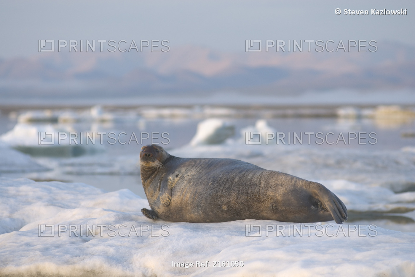 Bearded Seal Resting On An Ice Floe With Brooks Range In The Background Just ...