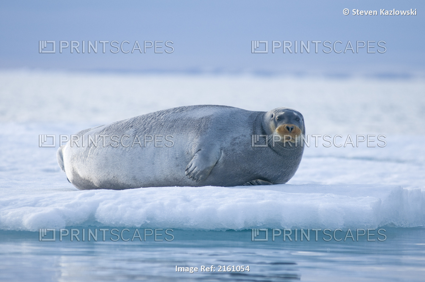 Bearded Seal Rests On An Ice Floe Along The Arctic Coast Of Svalbard In ...