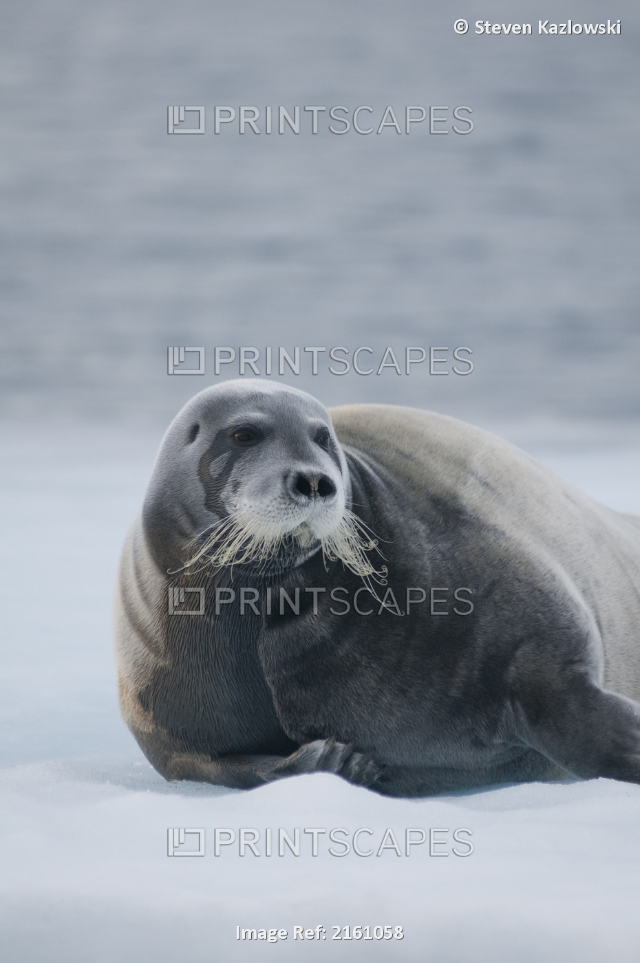 Bearded Seal, Erignathus Barbatus, Adult Rests On An Ice Floe Along The Arctic ...