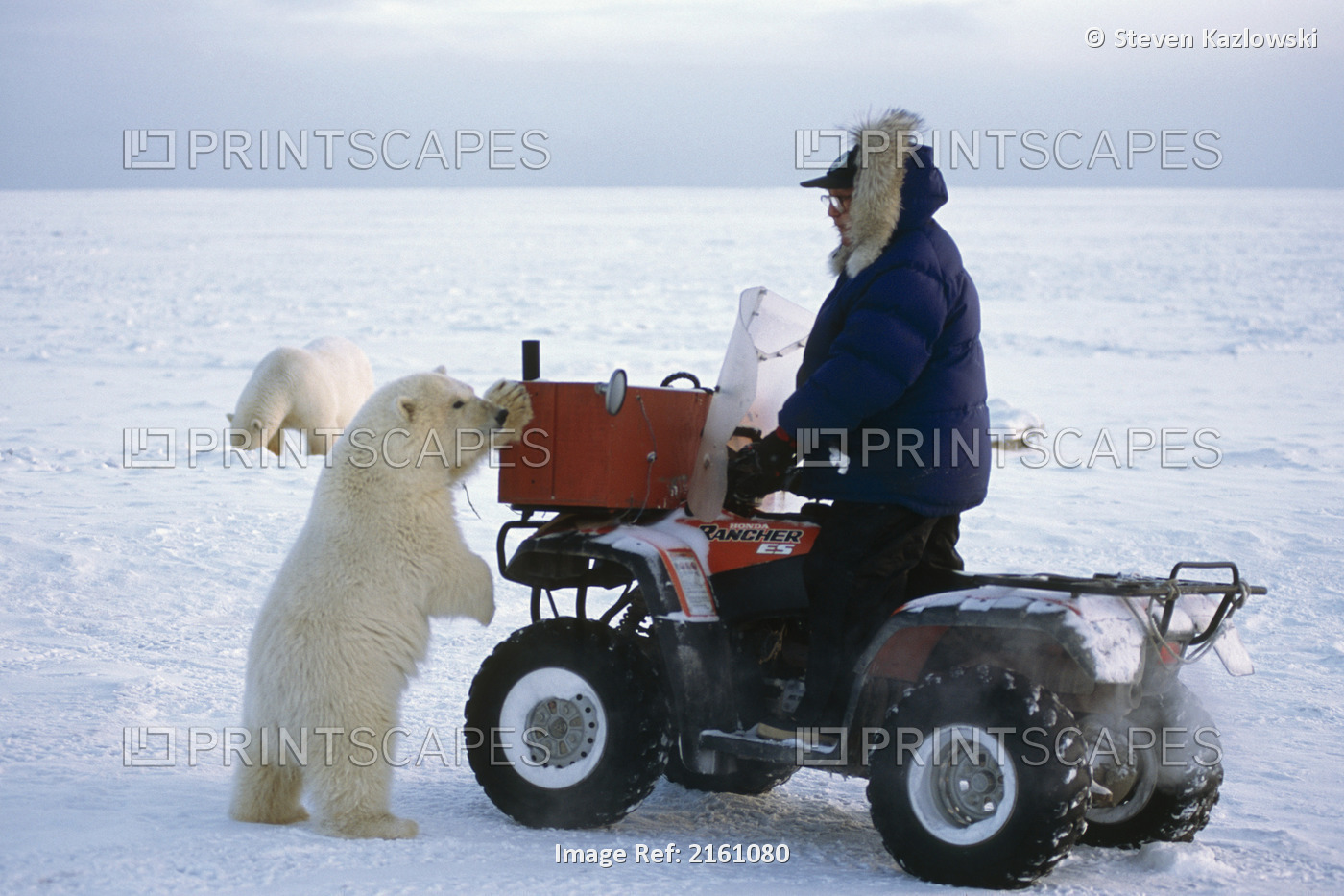 Polar Bear Cub Interacts W/Eskimo On Atv Anwr Ak Ar Winter