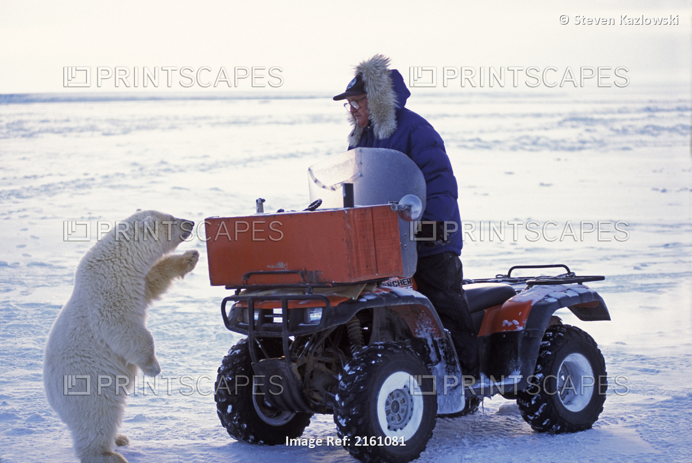 Polar Bear Cub Interacts W/Eskimo On Atv Anwr Ak Ar Winter