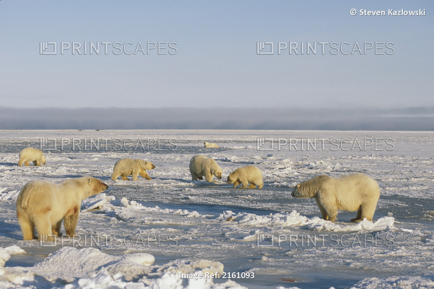 Large Group Of Polar Bears On Ice Pack Anwr Ak Winter Ar Beaufort Sea