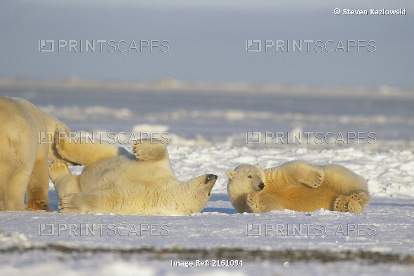 Polar Bears Wrestle On Ice Together Anwr Alaska Winter Ar Beaufort Sea