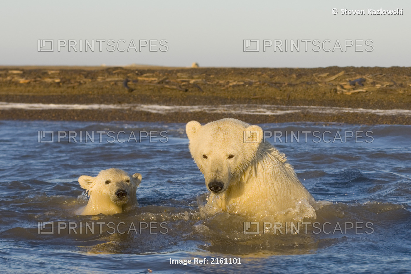 Female Polar Bear And Cub Swim Near A Barrier Island While Waiting For The ...