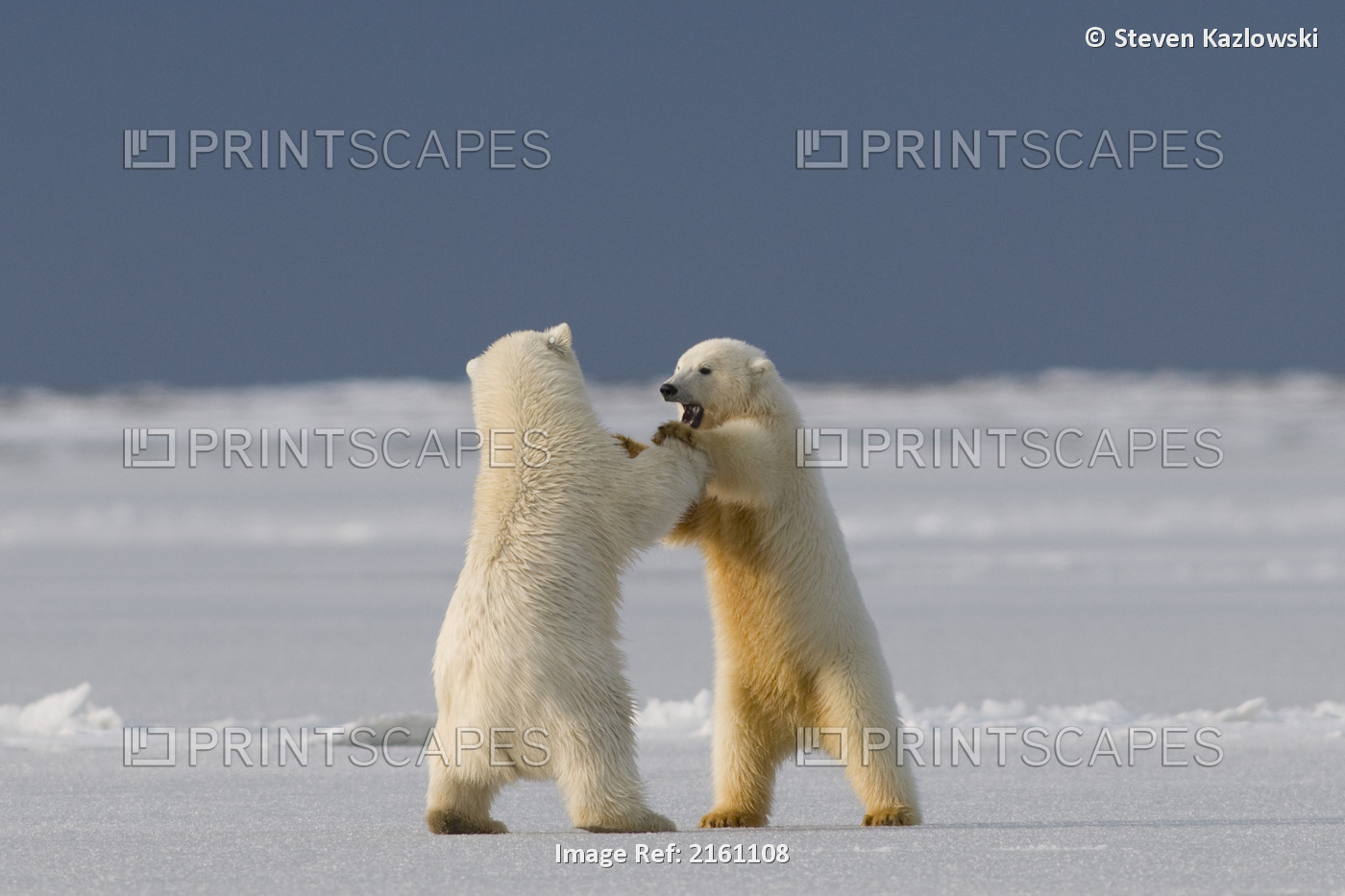 Two Polar Bear Cubs Play On Newly Forming Pack Ice Along The Arctic Coast, ...