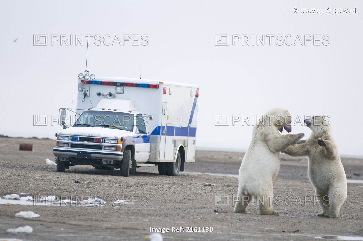 Two Young Polar Bear Boars Play With One Another Outside The Village Of ...