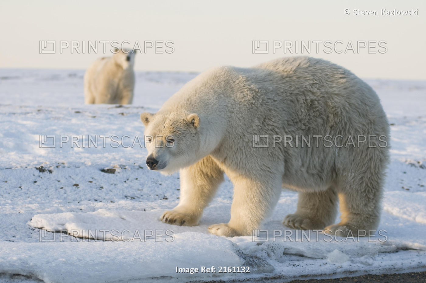 Young Adult Polar Bear Boar Walks Along A Barrier Island During Fall Freeze Up, ...