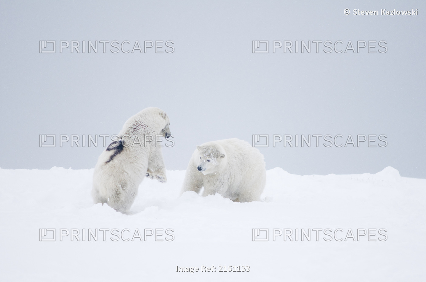 Older Polar Bear Boar Plays With A Younger Numbered Boar Along A Barrier Island ...