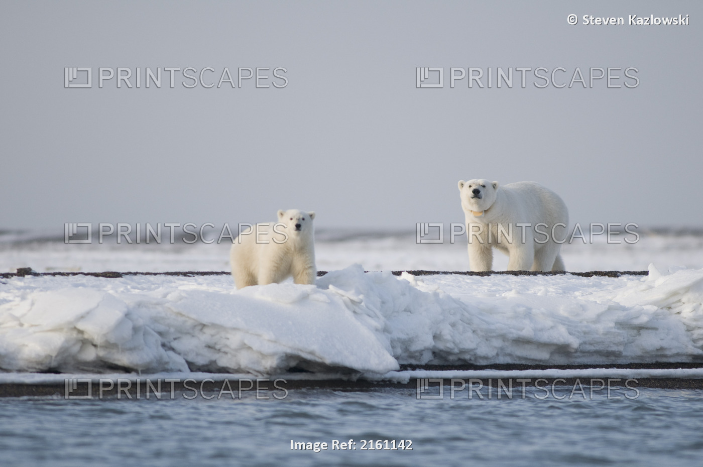 Tagged And Collared Female Polar Bear With A 2-Year-Old Cub Along A Barrier ...