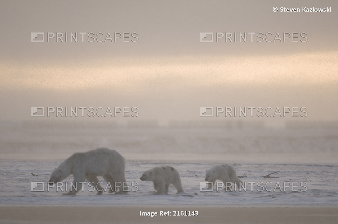 Female Polar Bear With A Pair Of Cubs Walk Along A Barrier Island On A Foggy ...
