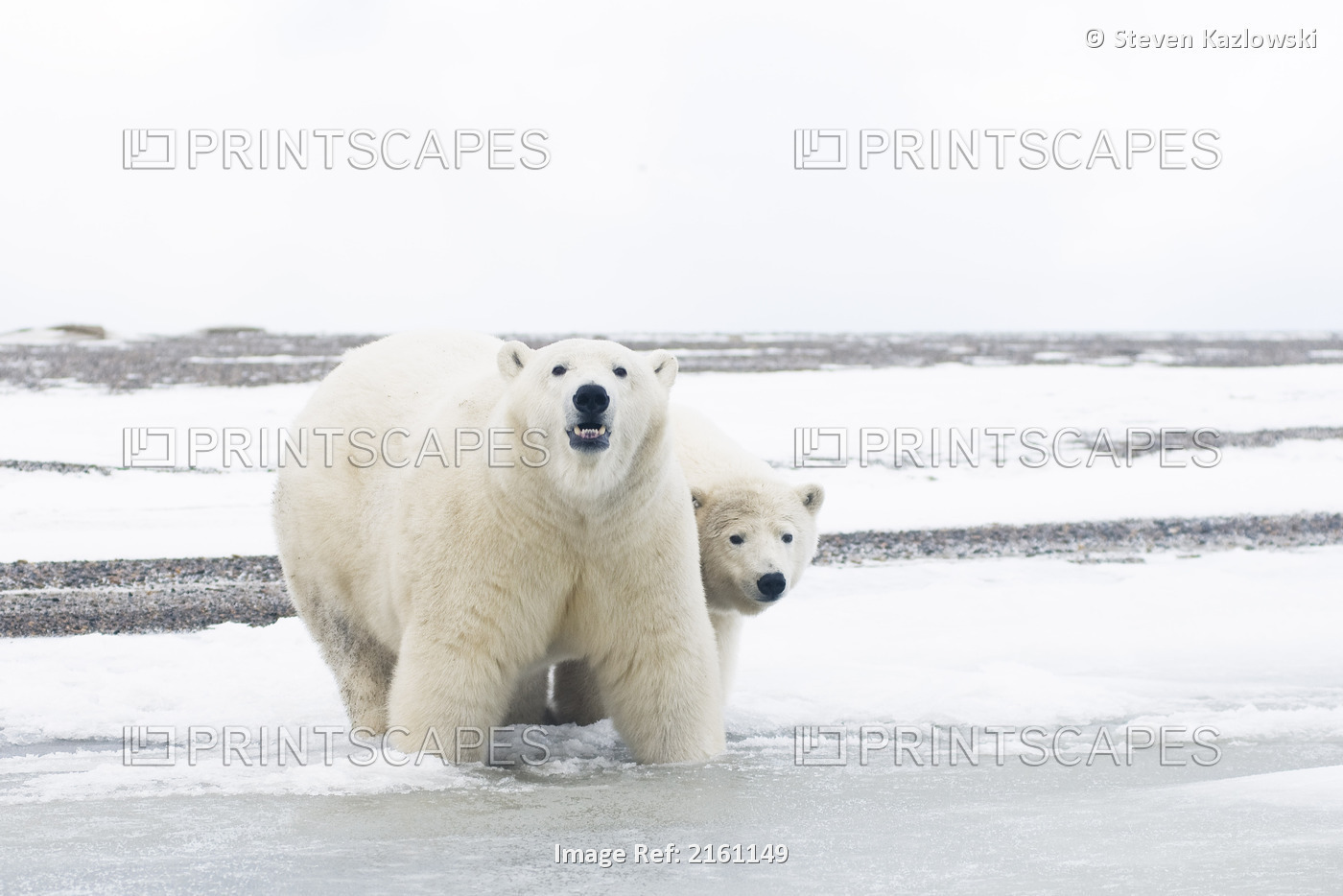 Polar Bear Sow With A 2-Year-Old Cub Along A Barrier Island During Fall Freeze ...