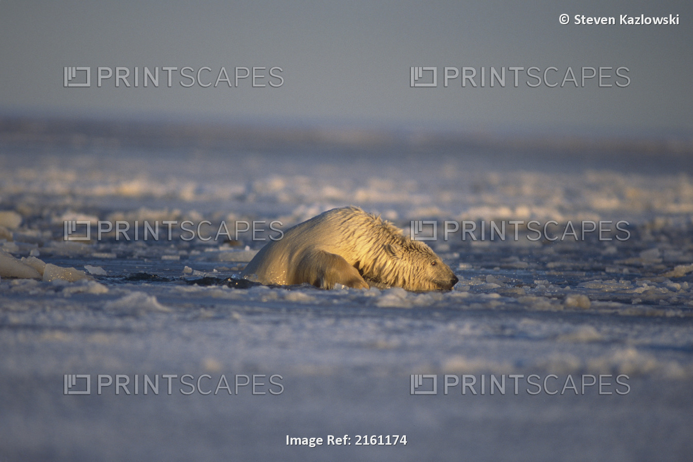 Polar Bear Crawling Out Of Water Beaufort Sea Anwr Ak Winter On Ice Pack