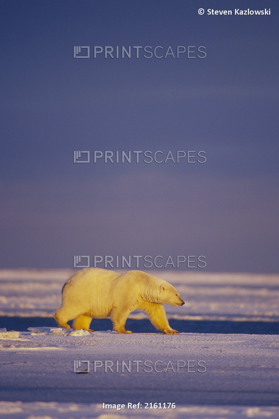 Polar Bear Walks Along Edge Of Ice Pack Anwr Ak Winter Beaufort Sea