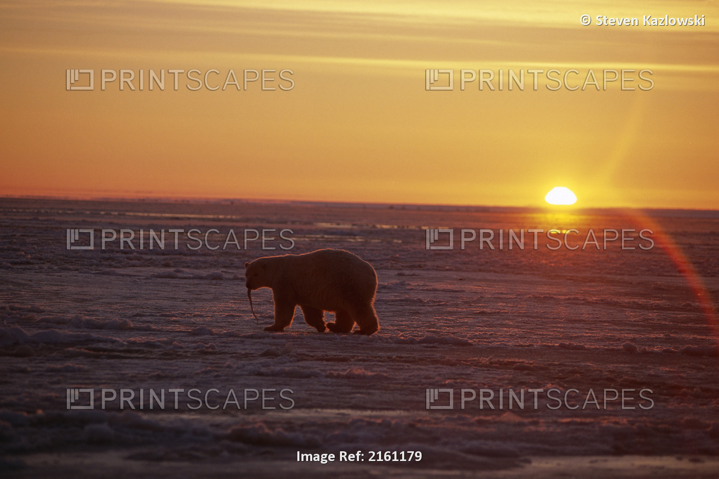 Polar Bear @ Sunset W/Meat In Mouth On Pack Ice Anwr Ak Ar Winter