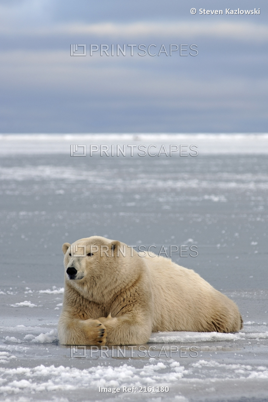Polar Bear Resting On The Pack Ice Coastal Plain Of The Arctic National ...