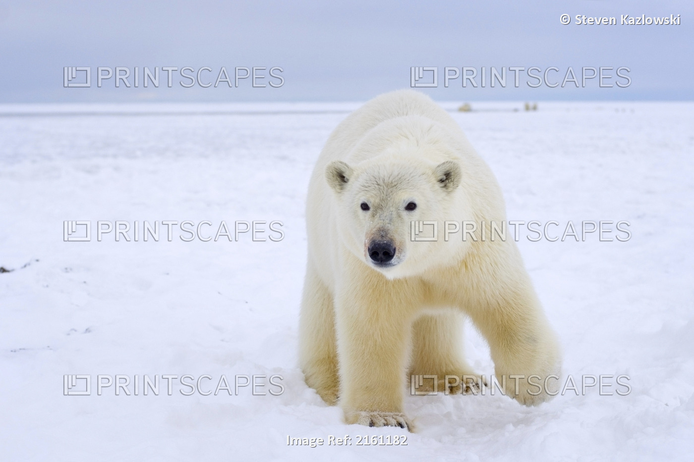Polar Bear Walking On Ice And Snow 1002 Coastal Plain Of Arctic National ...